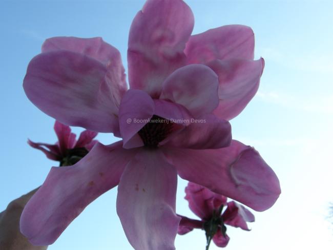 Magnolia 'Eric Savill' (x)