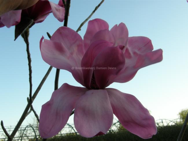 Magnolia 'Eric Savill' (x)