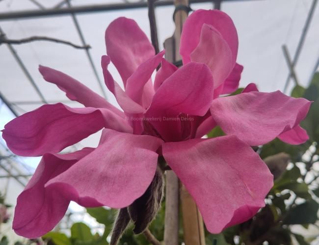 Magnolia 'Eric Savill' (x)