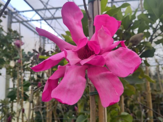 Magnolia 'Eric Savill' (x)