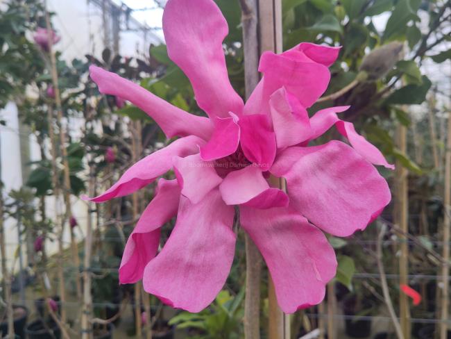 Magnolia 'Eric Savill' (x)