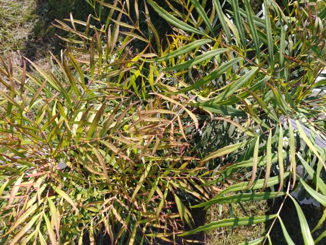 Mahonia eurybracteata 'Soft Caress' ®