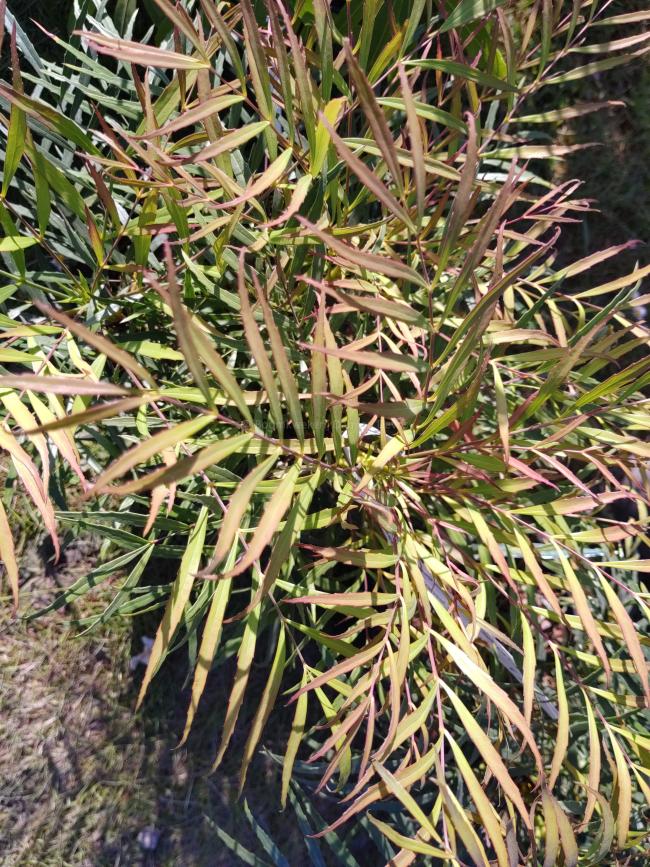 Mahonia eurybracteata 'Soft Caress' ®