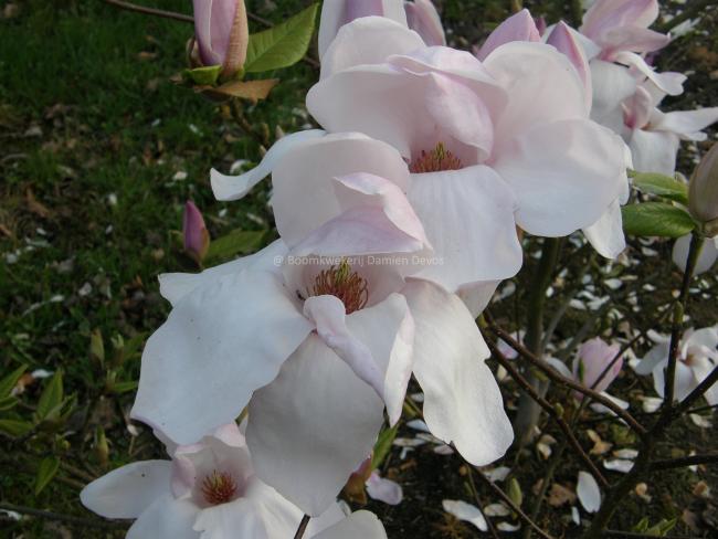 Magnolia 'Eskimo'