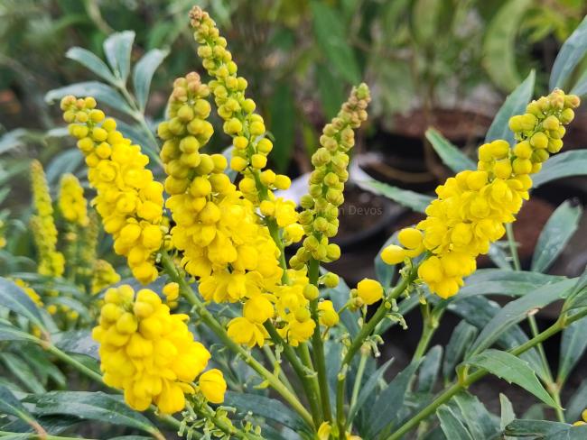 Mahonia eurybracteata 'Sweet Winter'
