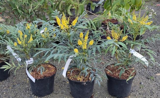 Mahonia eurybracteata 'Sweet Winter'