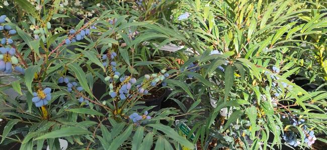 Mahonia eurybracteata 'Sweet Winter'