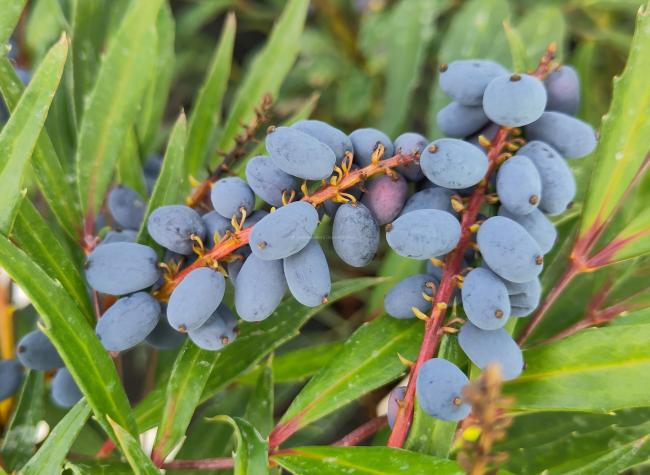 Mahonia eurybracteata 'Sweet Winter'