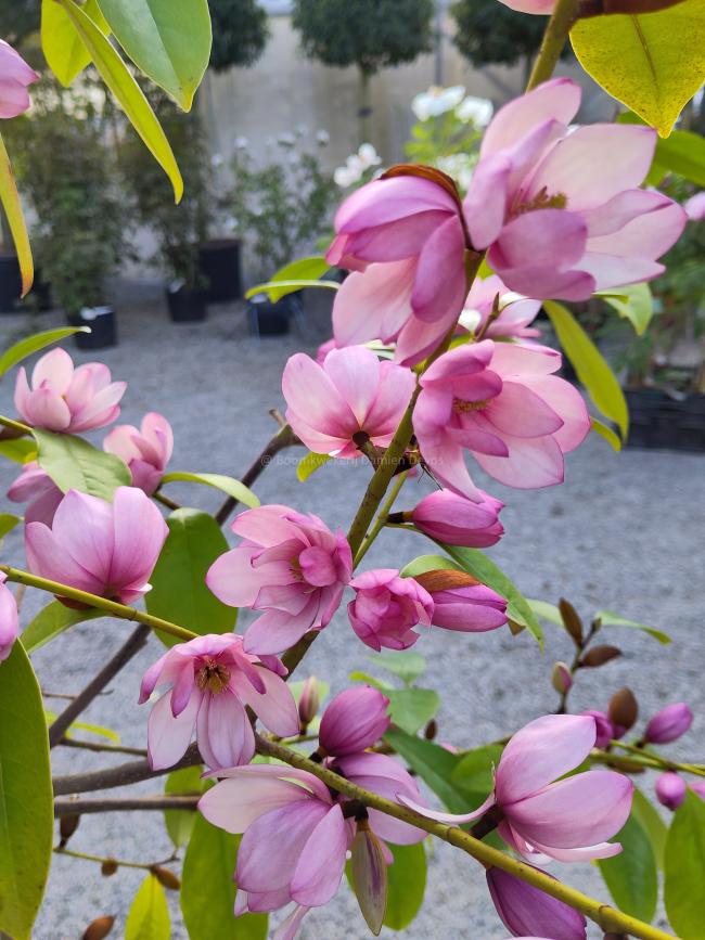 Magnolia 'Fairy Blush' ®