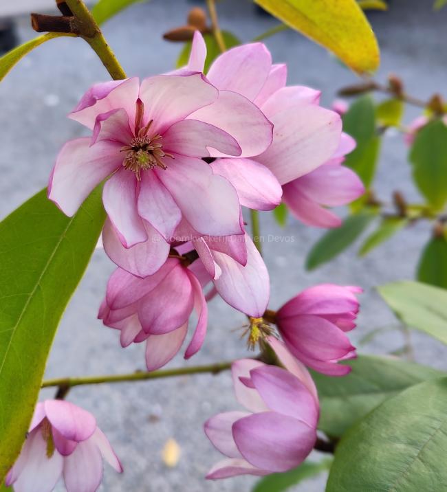 Magnolia 'Fairy Blush' ®