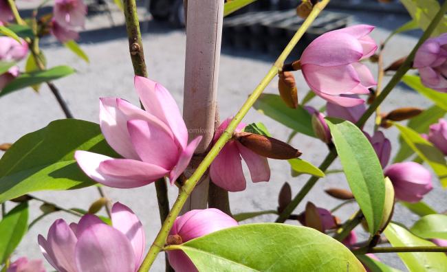 Magnolia 'Fairy Blush' ®