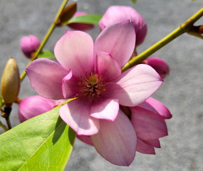 Magnolia 'Fairy Blush' ®