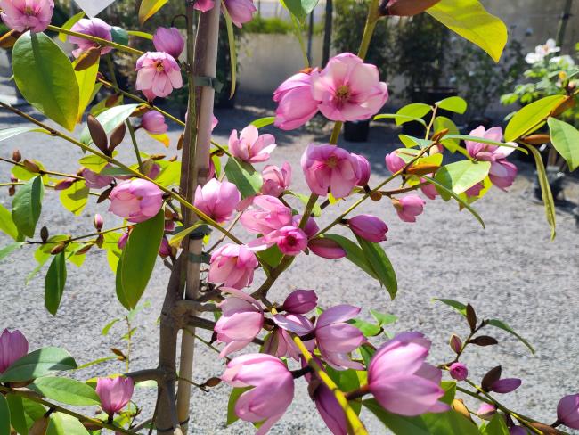 Magnolia 'Fairy Blush' ®