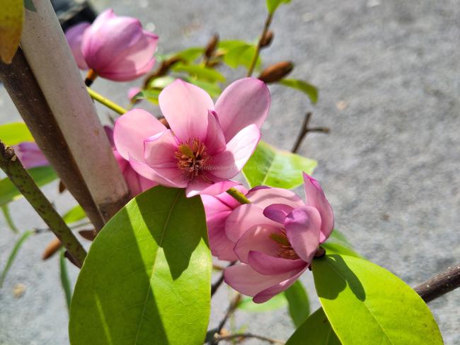 Magnolia 'Fairy Blush' ®