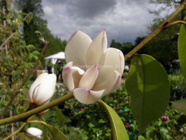 Magnolia foggii 'Jack Fogg' (x)