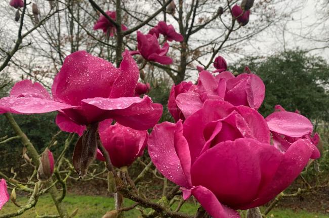 Magnolia 'Felix Jury' ® (x)
