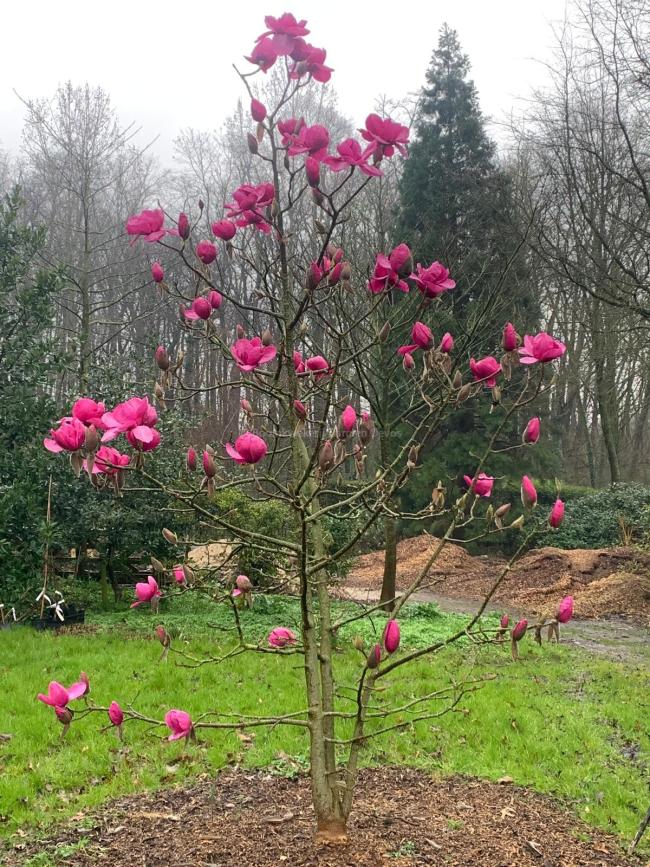 Magnolia 'Felix Jury' ® (x)