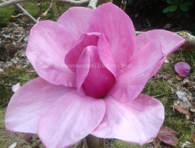 Magnolia 'Felix Jury' ® (x)