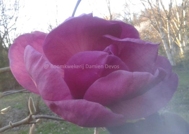 Magnolia 'Felix Jury' ® (x)