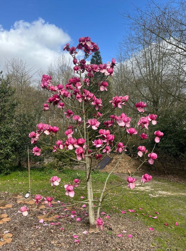 Magnolia 'Felix Jury' ® (x)