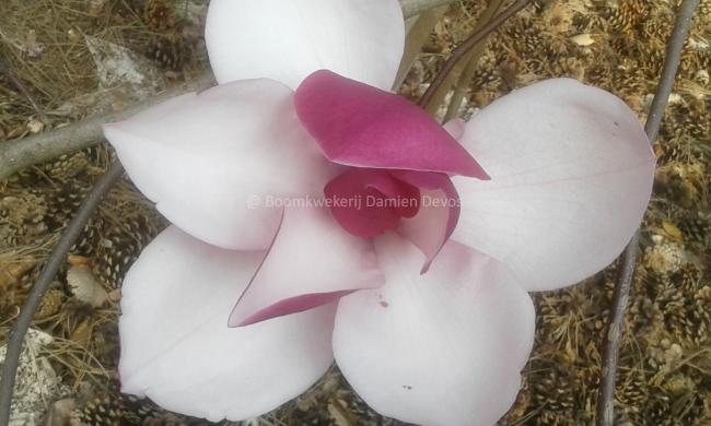 Magnolia 'Frank's Masterpiece' (x)