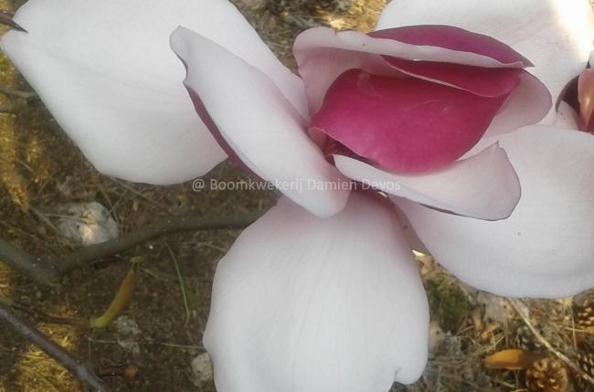 Magnolia 'Frank's Masterpiece' (x)