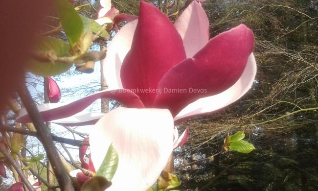 Magnolia 'Frank's Masterpiece' (x)