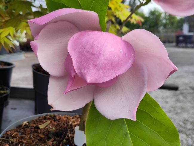 Magnolia 'Frank's Masterpiece' (x)