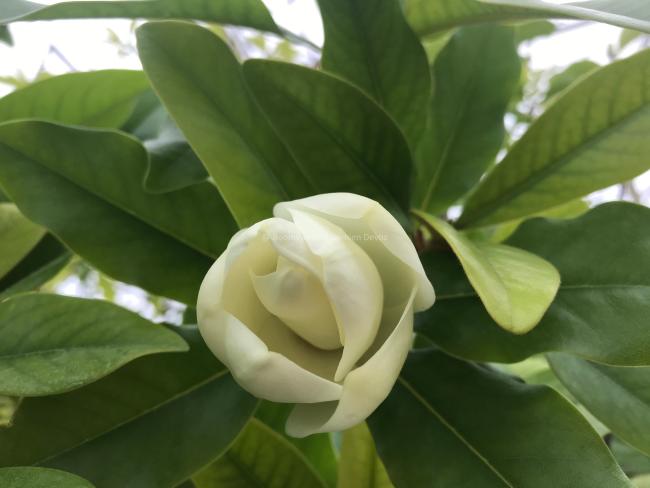 Magnolia 'Freeman'