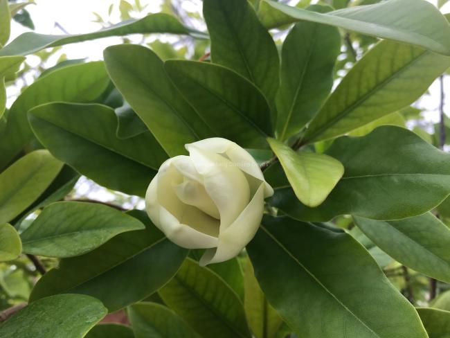 Magnolia 'Freeman'