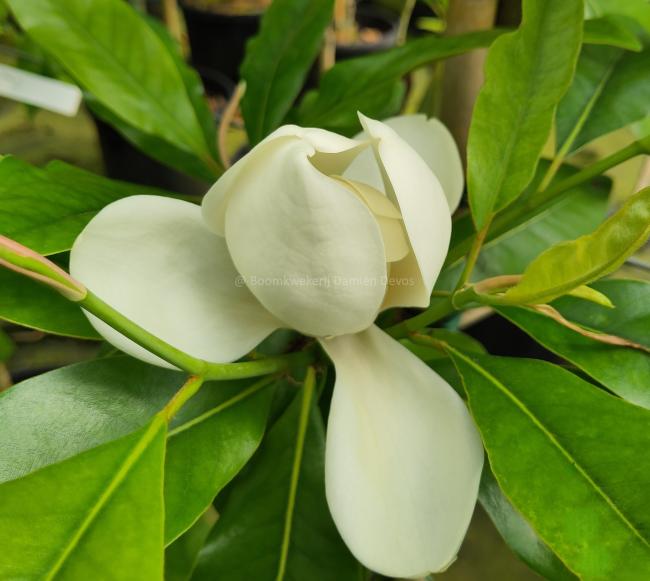Magnolia 'Freeman'