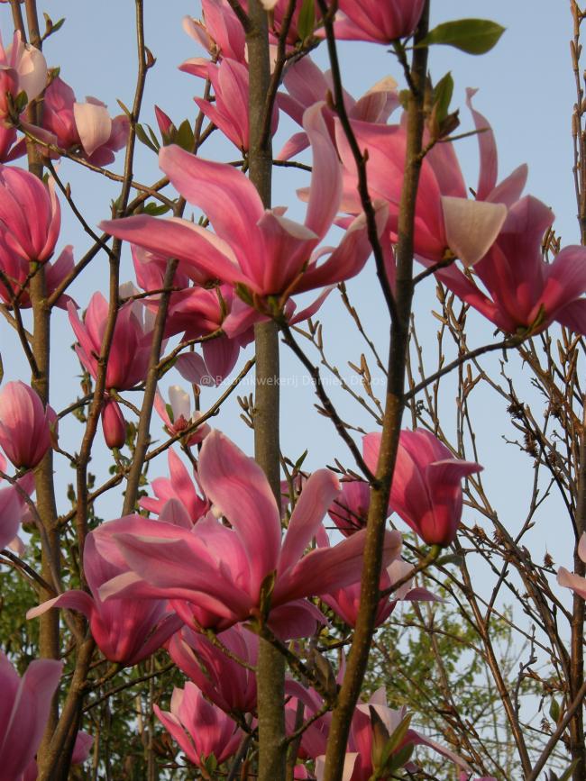 Magnolia 'Galaxy'