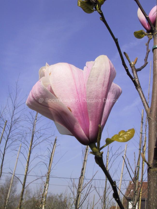 Magnolia 'Galaxy'