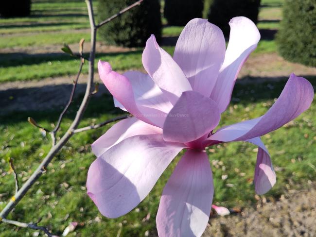 Magnolia 'Galaxy'