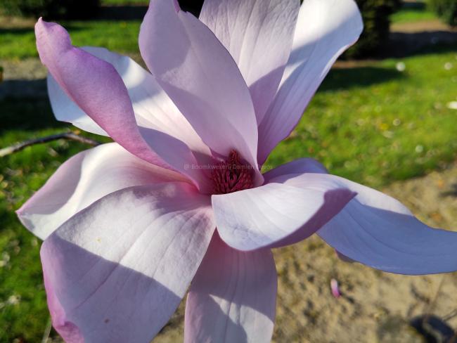 Magnolia 'Galaxy'