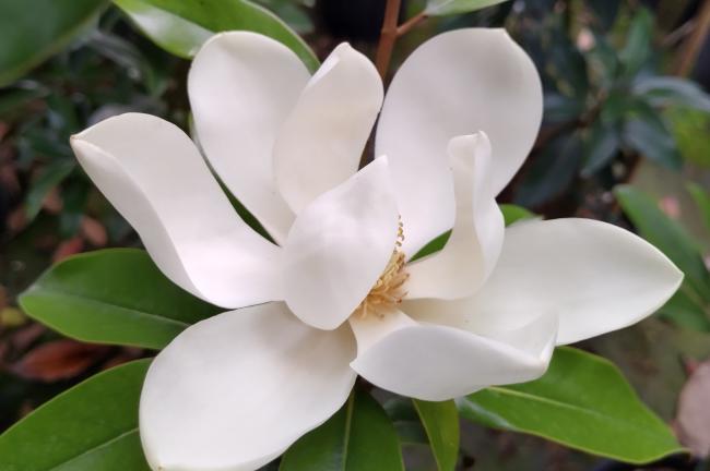 Magnolia grandiflora 'Alta' ®