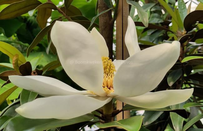 Magnolia grandiflora 'Alta' ®