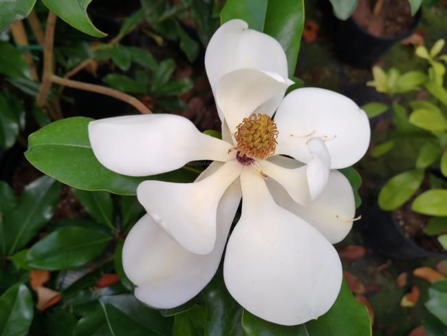 Magnolia grandiflora 'Bracken's Brown Beauty'
