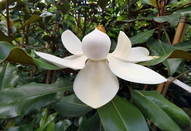 Magnolia grandiflora 'Bracken's Brown Beauty'