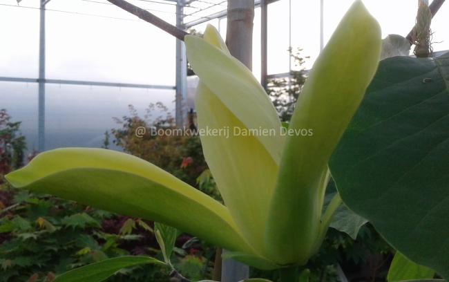 Magnolia 'Green Bee'