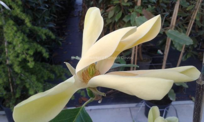 Magnolia 'Green Bee'
