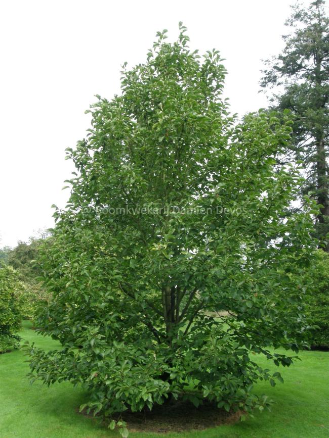 Magnolia 'Green Bee'