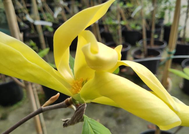 Magnolia 'Green Bee'