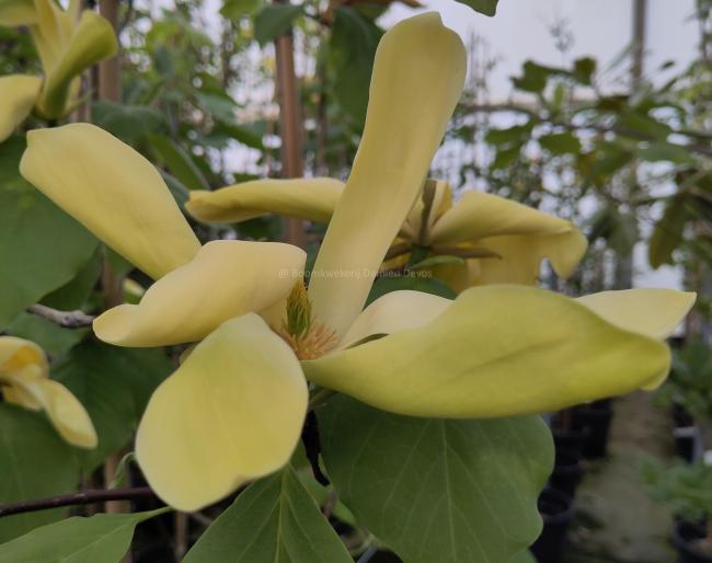 Magnolia 'Green Bee'