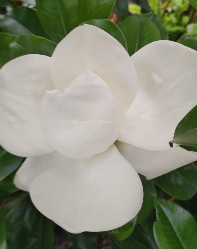 Magnolia grandiflora 'Double Nantais'