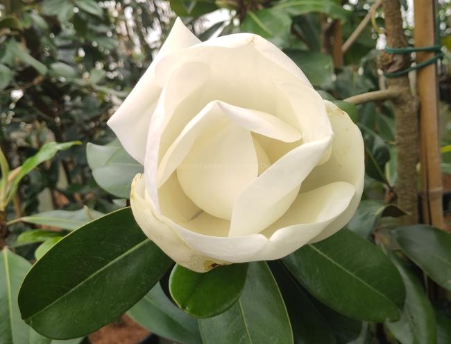 Magnolia grandiflora 'Double Nantais'