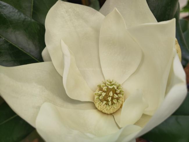 Magnolia grandiflora 'Double Nantais'