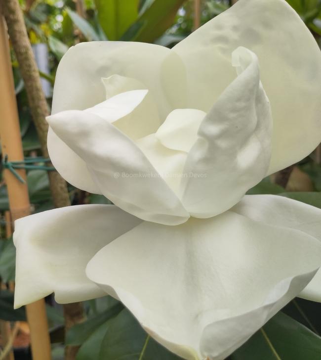 Magnolia grandiflora 'Double Nantais'