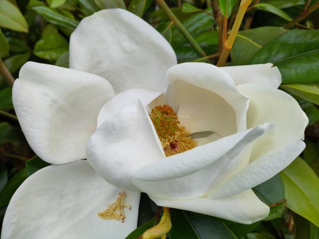 Magnolia grandiflora 'Exmouth'
