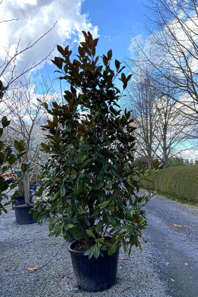 Magnolia grandiflora 'Galissonière'